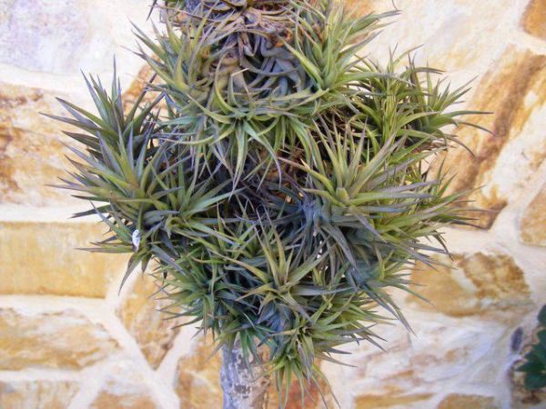 599810_407938655920814_801015522_n