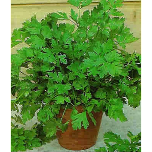 Perejil planta-500x500