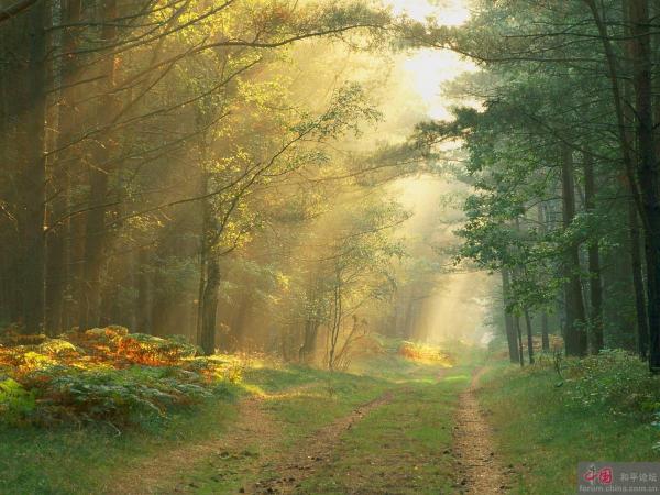 BOSQUE DO REY CINTOLO