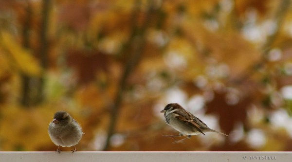 Los gorriones cuando se posan en la ventana traen con ellos la buena suerte