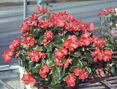 begonias003