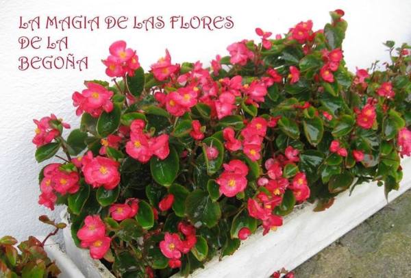 LA FLOR DE TODAS LAS ESTACIONES