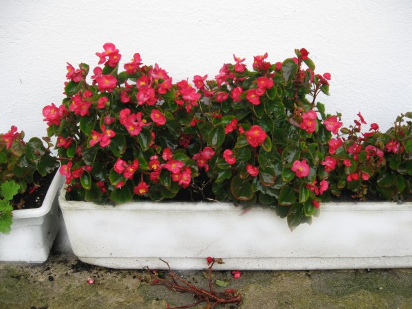 SU DIOSA ES DEVA ,LA DIOSA CELTA DEL AMOR