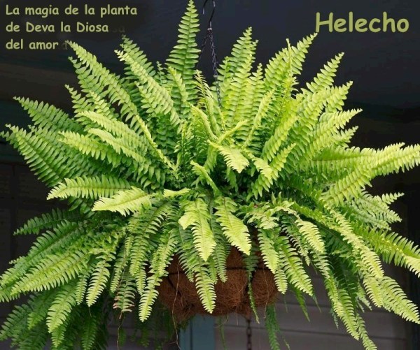 5 img_como_abonar_las_plantas_con_productos_caseros_7379_orig copia