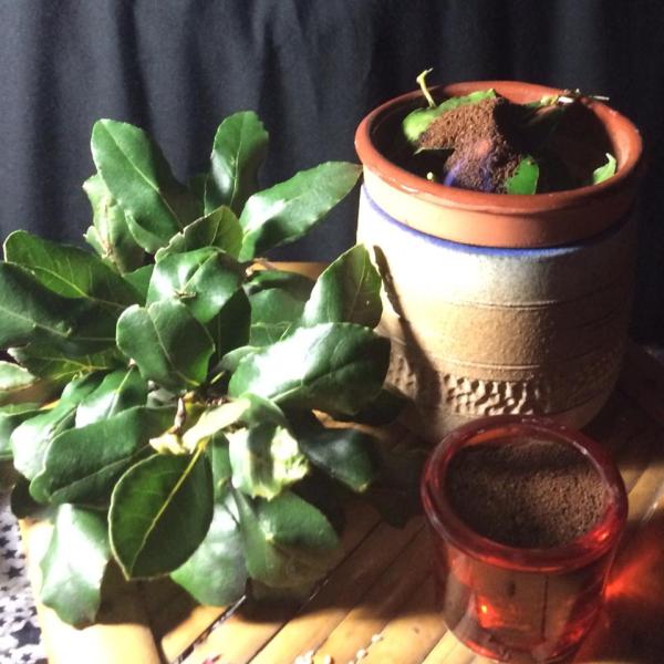 10867215_998080966874302_1335785256_n