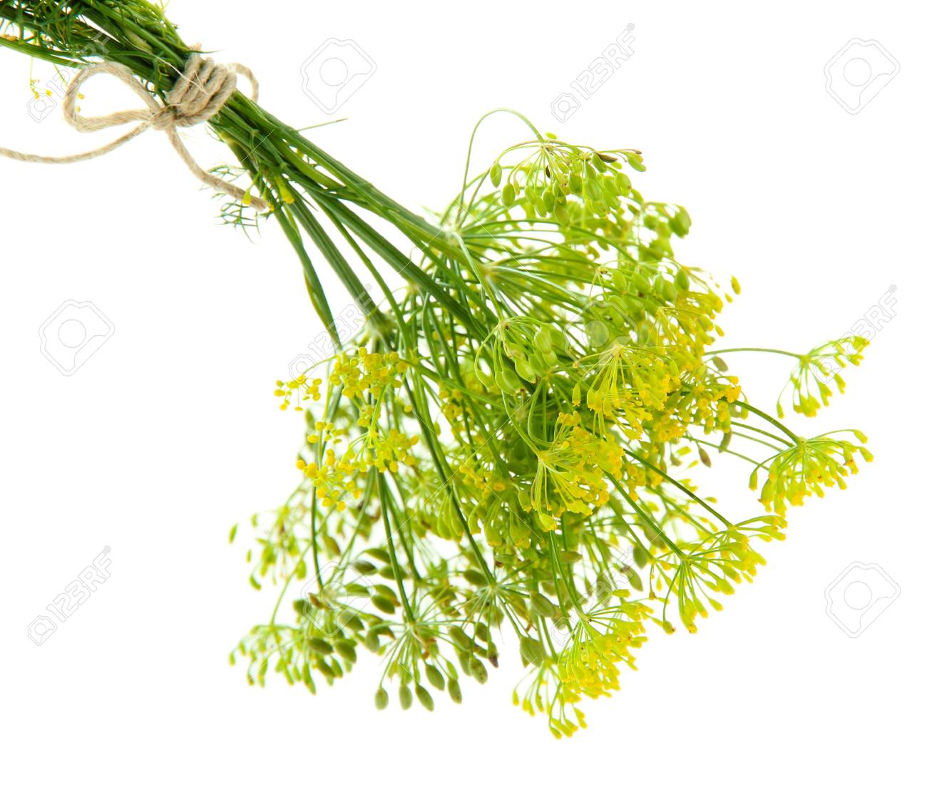 21364444-fresh-dill-flowers-isolated-on-white