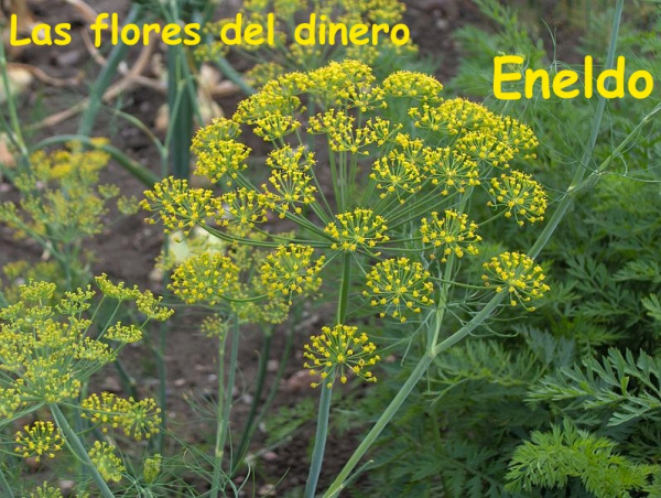 797px-anethum_graveolens_ven-copia